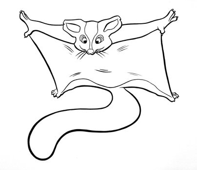 Sugar Glider Coloring Page drawing