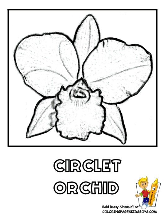 Orchid Flower Coloring Pages N2