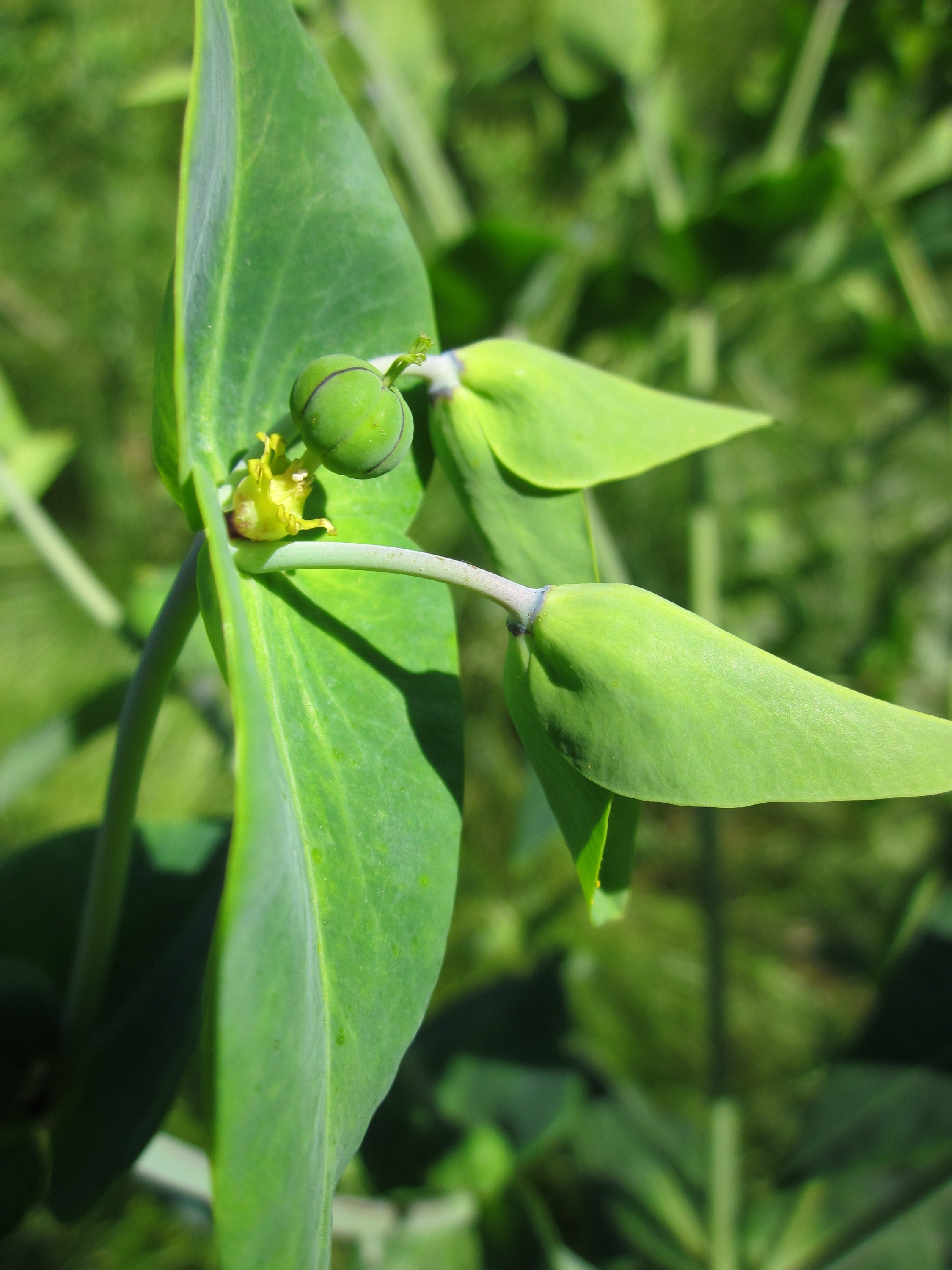 Euphorbia lathyris, caper spurge, weed inflorescence close up free ...