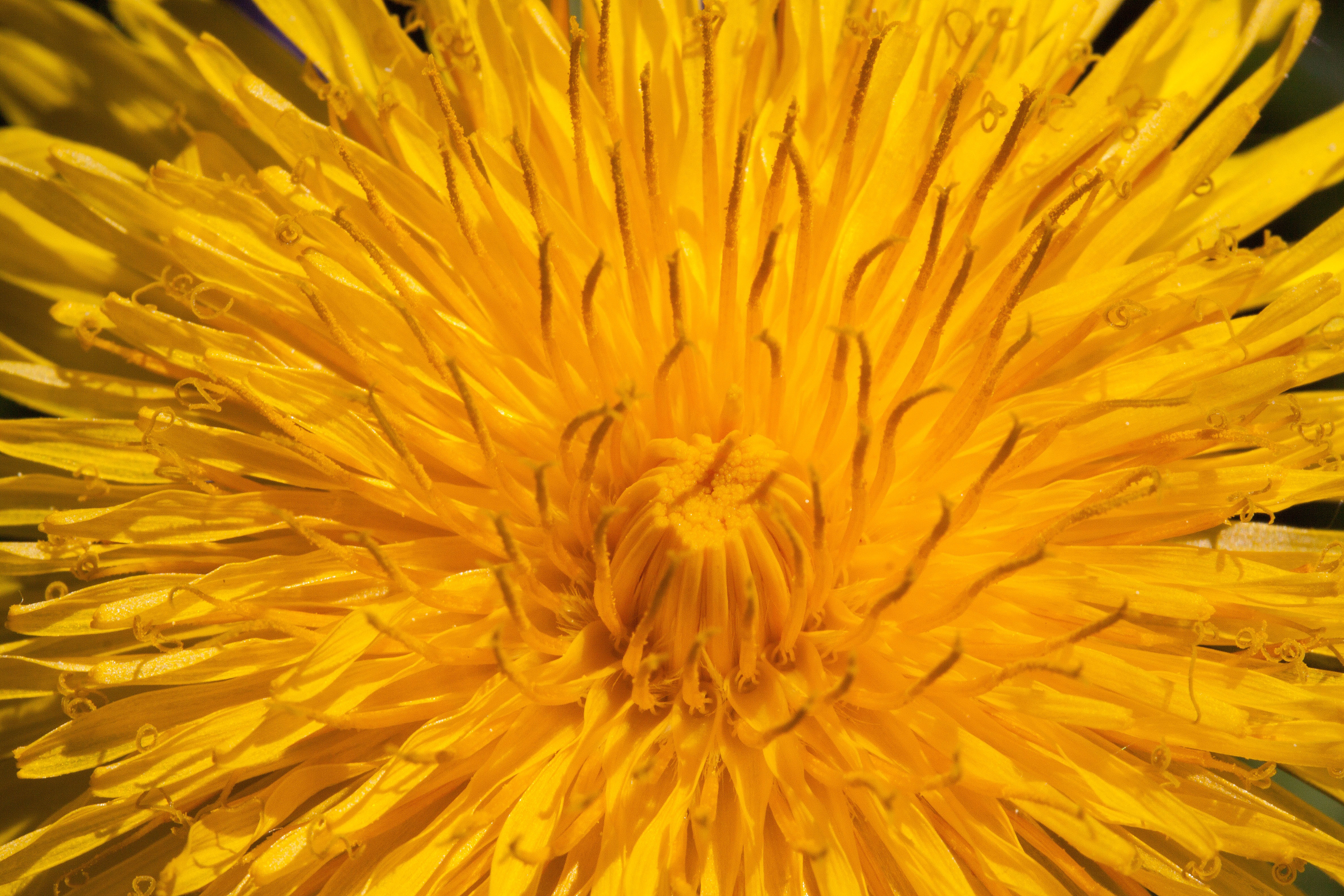 Download Common dandelion yellow color free image download