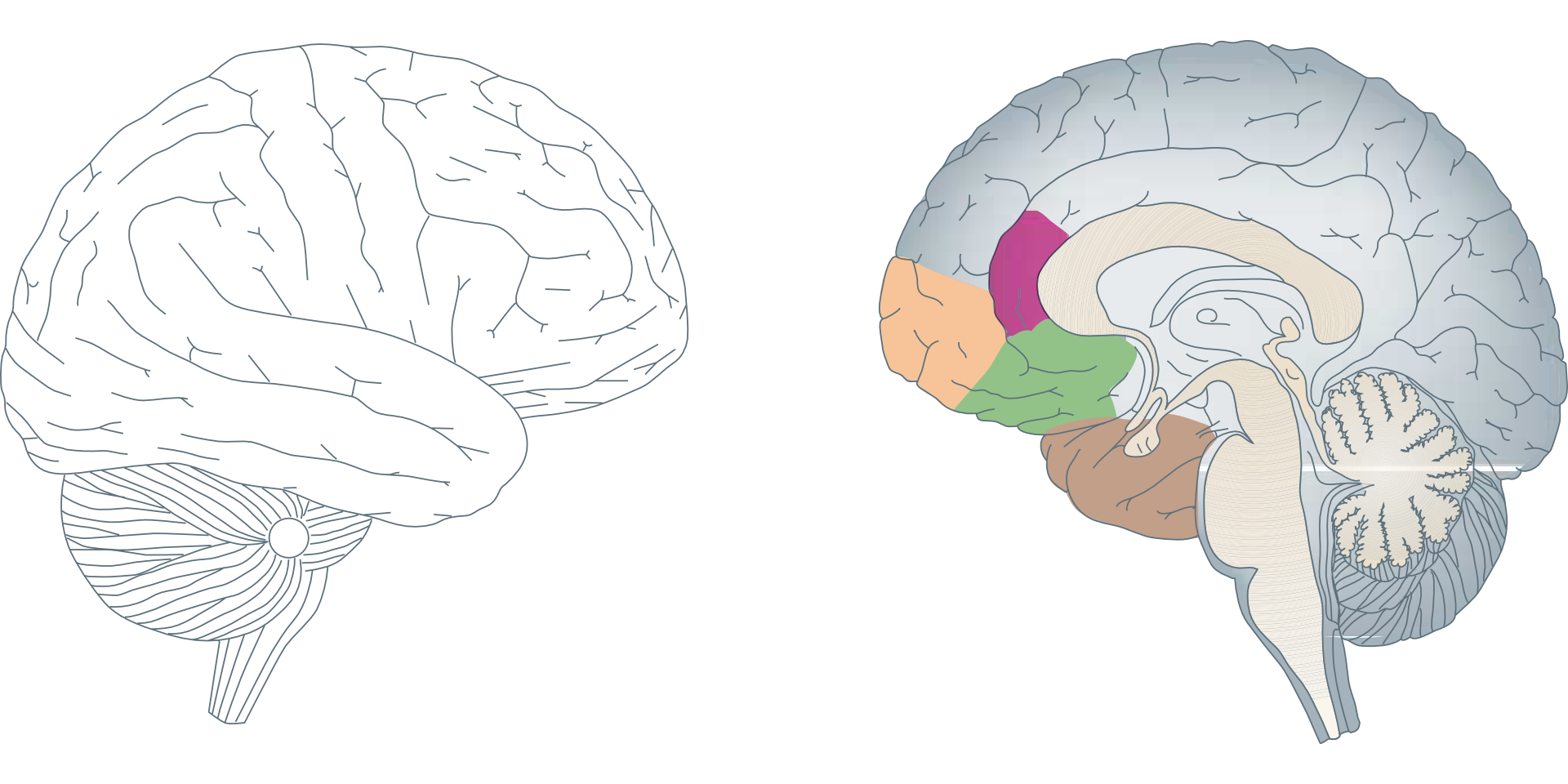 Anatomical Drawing Of The Colored Parts Of The Human Brain Free Image