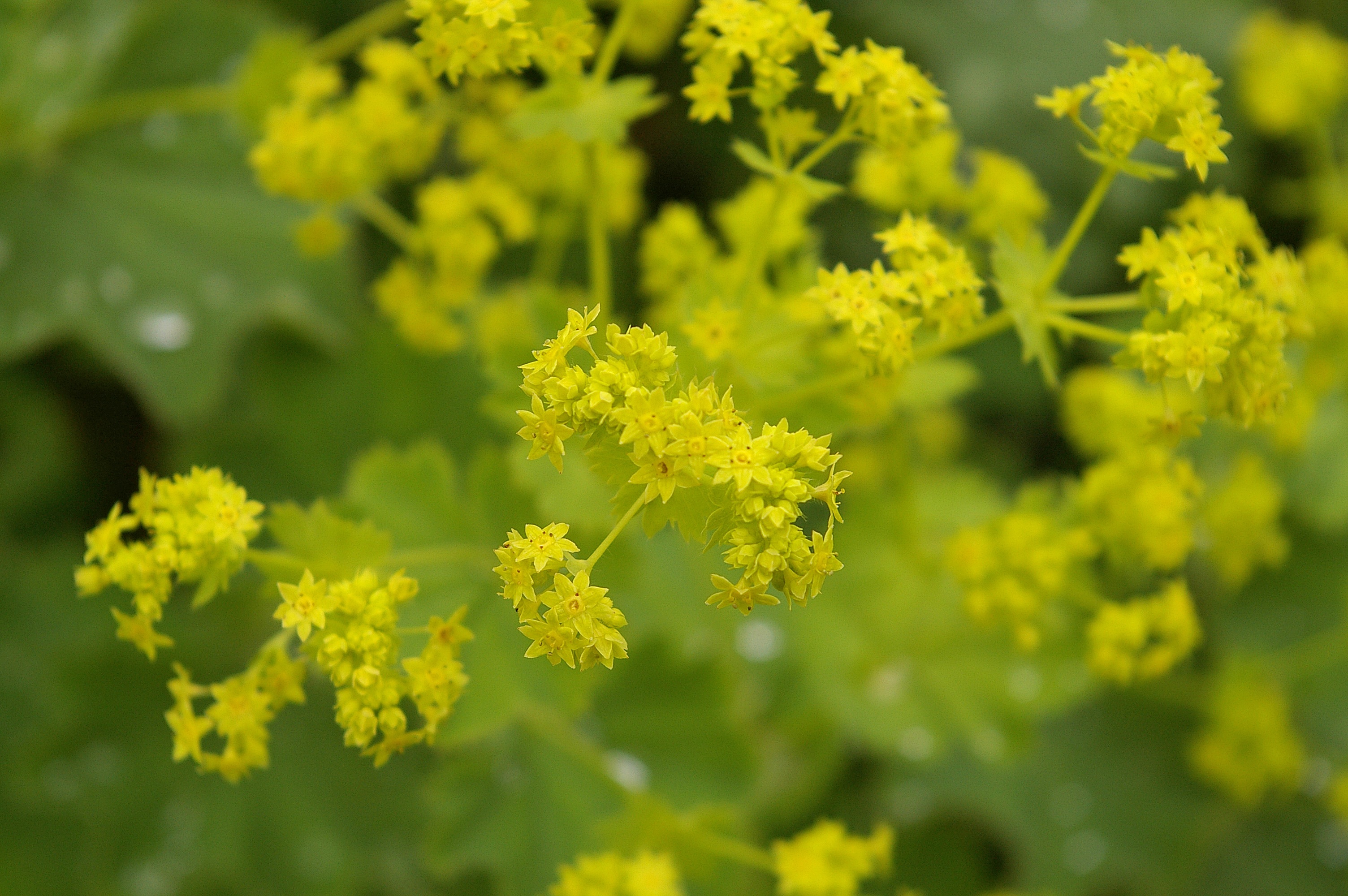 Yellow frauenmantel plant free image download