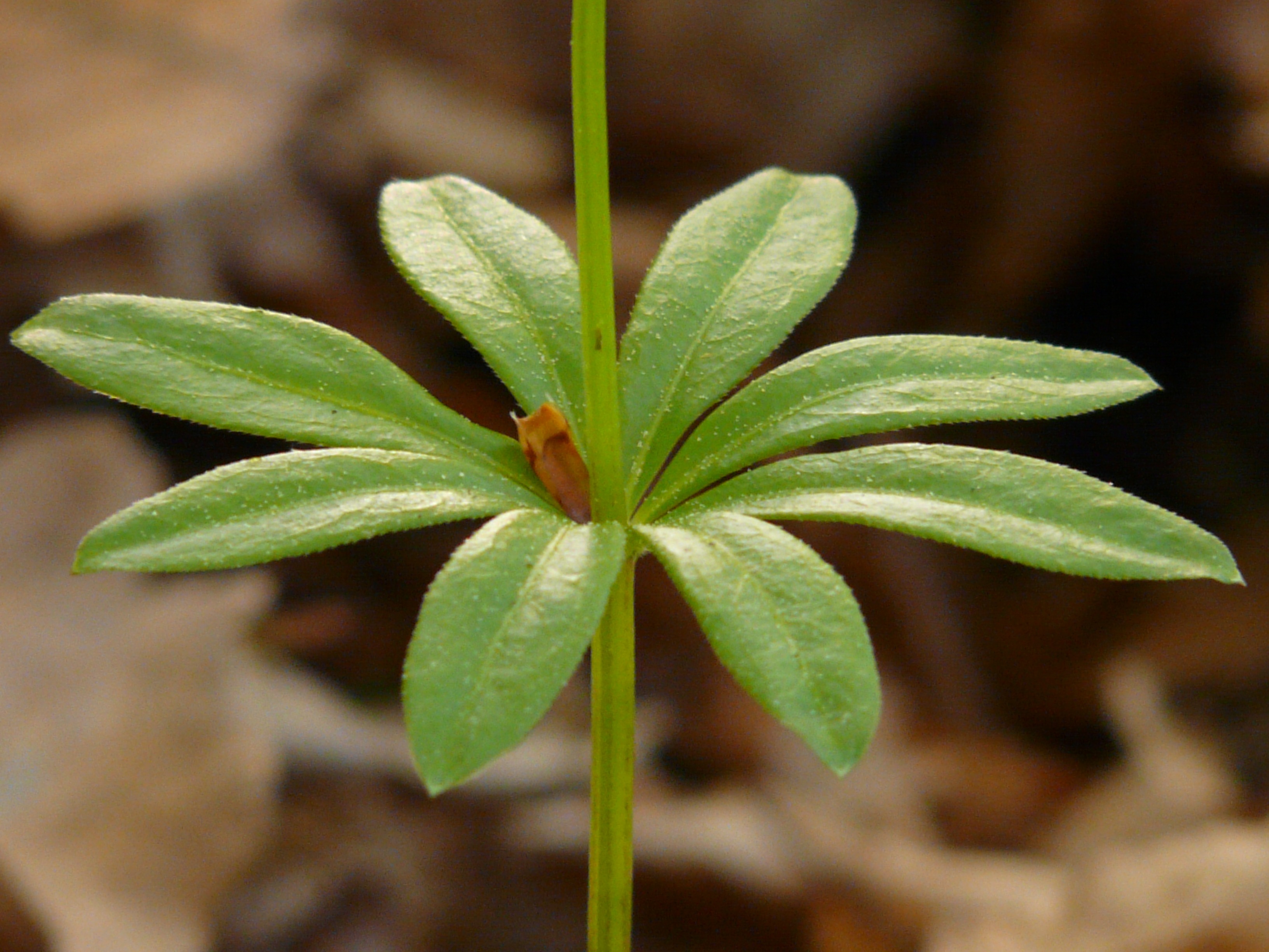 Galium odoratum. Галиум одоратум листья. Woodruff растение. Waldmeister растение