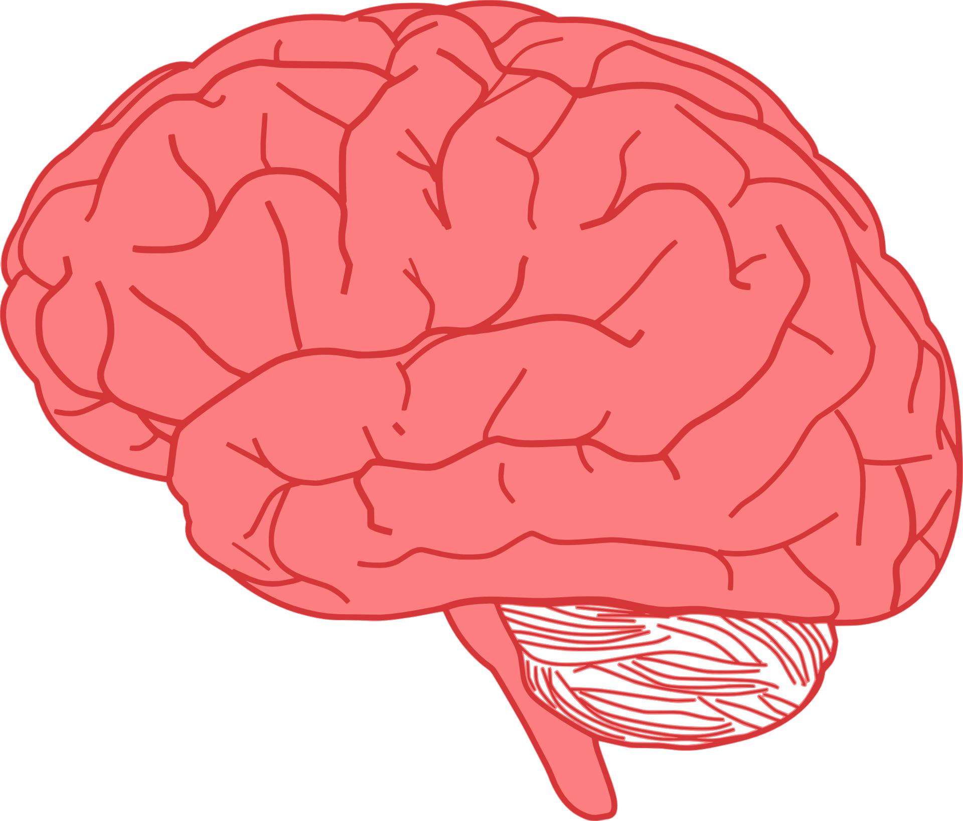 Drawing of a human brain anatomy free image download