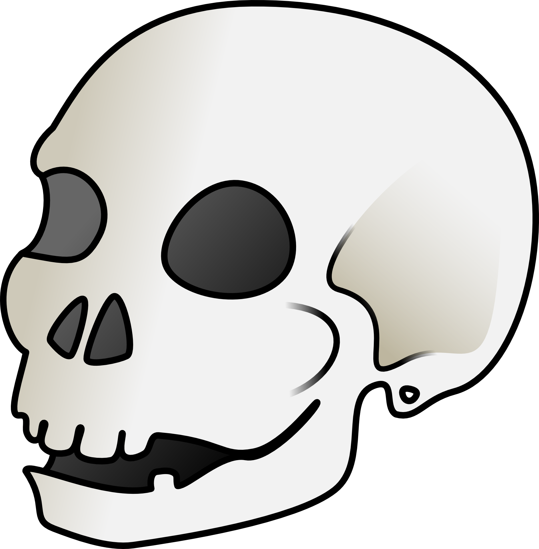 Skull bones anatomy drawing free image download