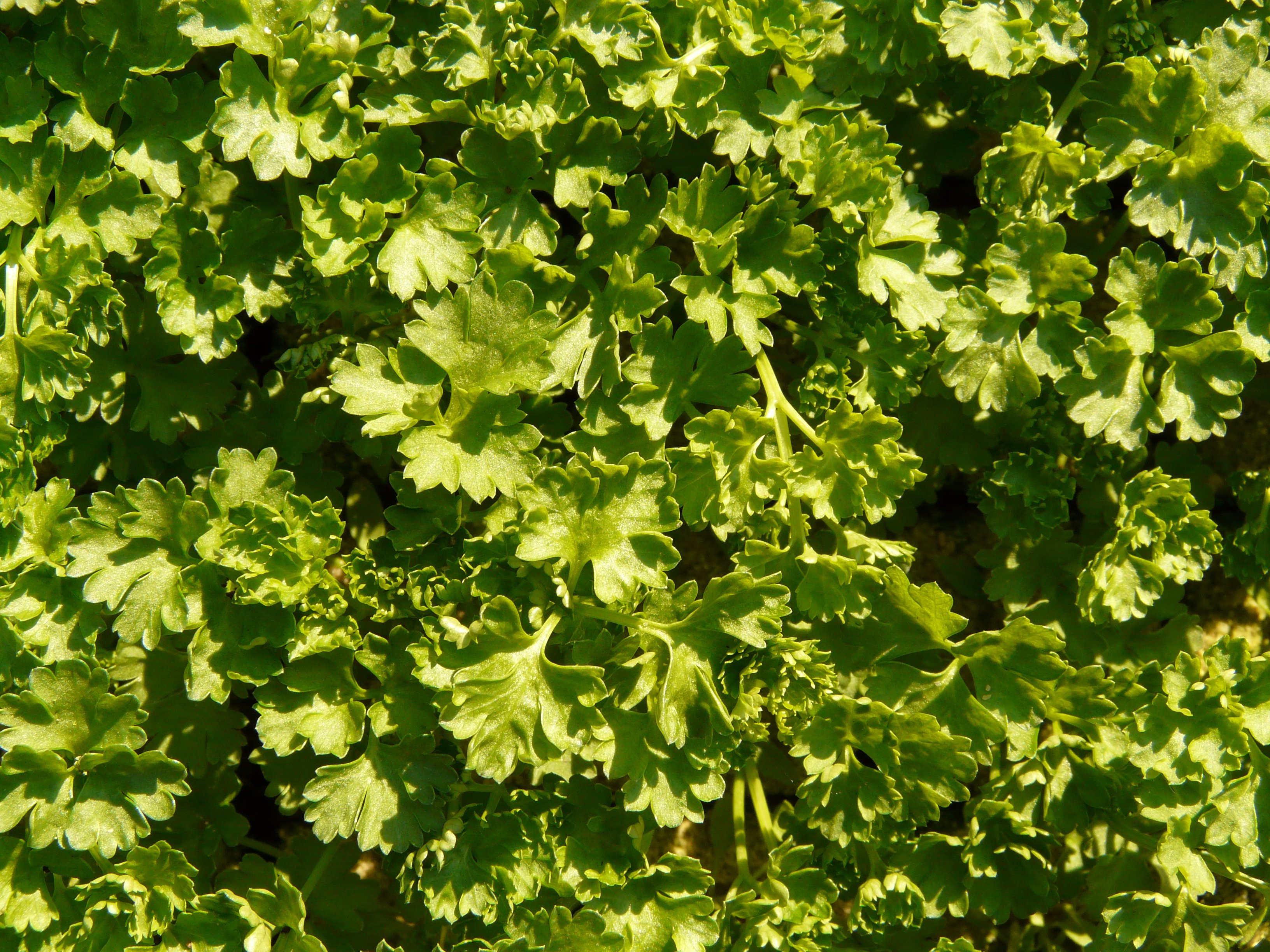 A lot of green parsley free image download