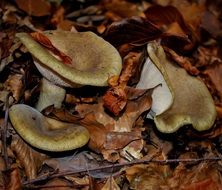wild mushrooms in the brown dry tree leaves