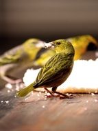 Photo of feeding bird in nature