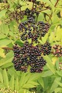 Black elderberry