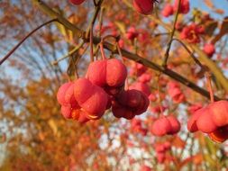 euonymus europaeus fruit on the tree