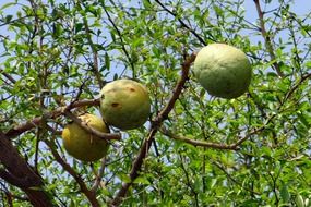 aegle marmelos on the branches of a tree