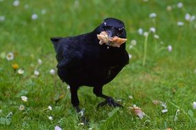 raven in its beak with food on a green grass