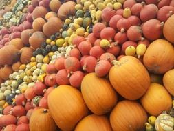 various colorful pumpkins in pile