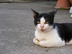 relaxed black and white cat