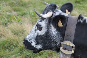 cow black animal