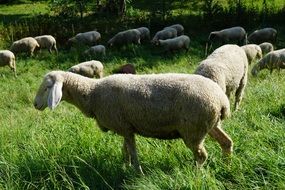 sheep pasture on green grass