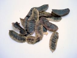Some dried black senna plants
