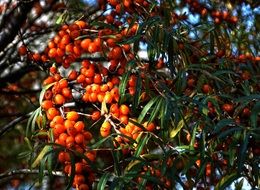 selenium nature