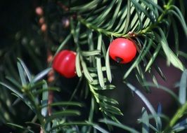 poisonous fruit on a coniferous branch