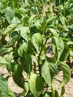 bush of the green pepper close up