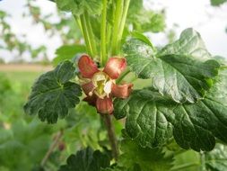 gooseberry blossom macro