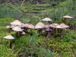 toxic mushrooms in autumn