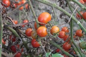 cherry tomatoes on a bush close-up