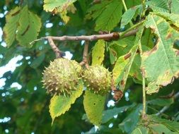 prickly chestnut fruit on a branch