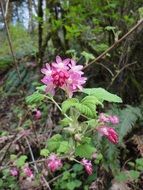 ribes sanguineum, blooming redflower currant in wild