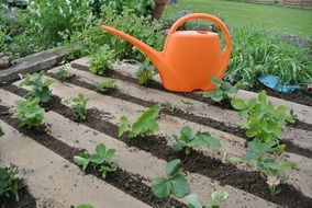 growing strawberries in the garden