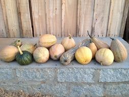 Harvest of pumpkim vegetables
