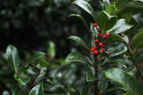 red berries on a branch close up