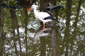 stork in water