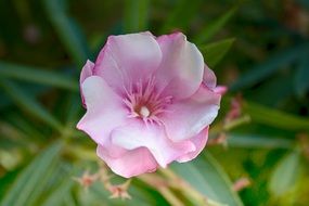 closeup picture of vegetation pink flower