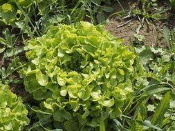 salad in the garden