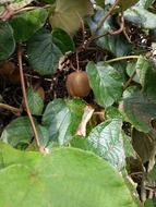 kiwi among the leaves on the tree