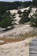 pine trees on sand dune, poland, orzechowo