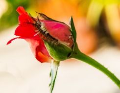 small caterpillar on the blooming rose