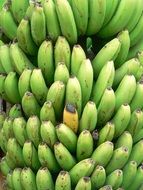 harvest of ripe green bananas