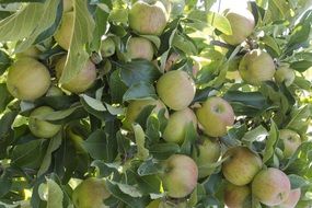 clusters of apples on the tree