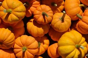 orange pumpkins in the sunshine