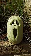 green pumpkin for halloween under the bright sun
