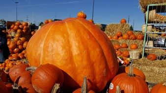 pumpkin orange harvest