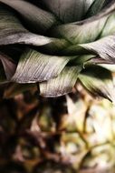 pineapple leaves