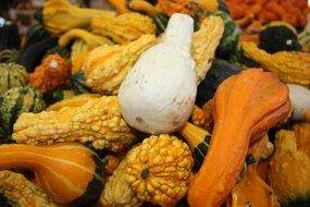 colorful pumpkin autumn vegetables