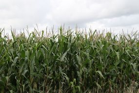 green corn plant crop harvest autumn