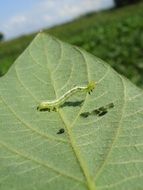 wild green caterpillar on soybean leaf