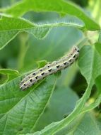 larva like a caterpillar on green leaves