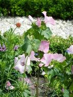 pink flowers in the park on a sunny day