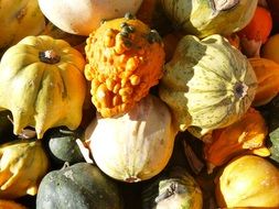 autumn pumpkins